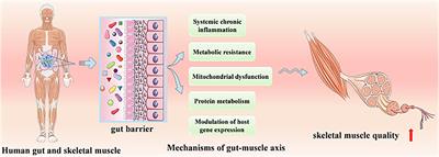 Exploring the Preventive Effect and Mechanism of Senile Sarcopenia Based on “Gut–Muscle Axis”